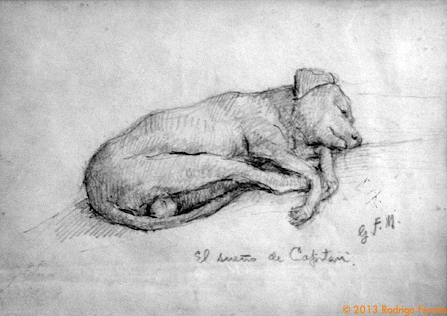 72  Gon.- dog sleeping (b-w)